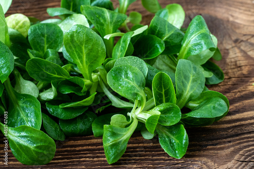 Slika na platnu Green lettuce leaves (Valerianella locusta)