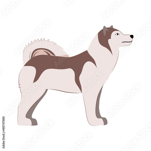 Drawing of the Alaskan Malamute dog breed, flat cartoon drawing of a dog, isolated on a white background, Vector Illustration