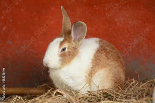 A cute, fluffy, brown rabbit sits on a soft haystack.