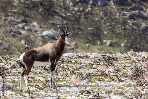 Side View of a Bontebok at the Cape of Good Hope in the Western Cape of South Africa photo