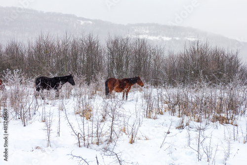 Horses, a small herd grazing on a snow-covered meadow. © NAIL BATTALOV