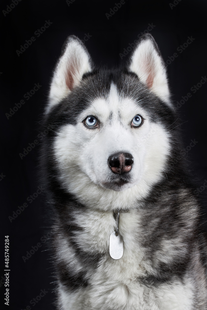 Close-up Siberian Husky's head with blue eyes on an isolated black background, front view. Close-up Siberian Husky's head with blue eyes on an isolated black background, front view.