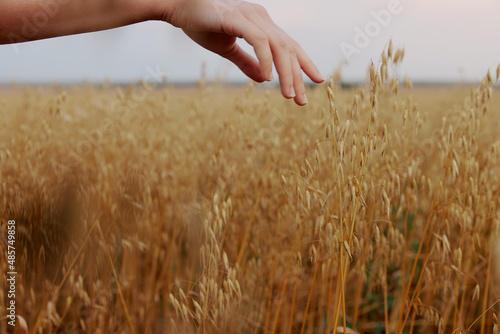 human hand Spikelets of wheat sun nature agriculture Fresh air