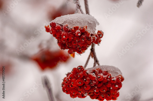 A winter red berry on a branch!