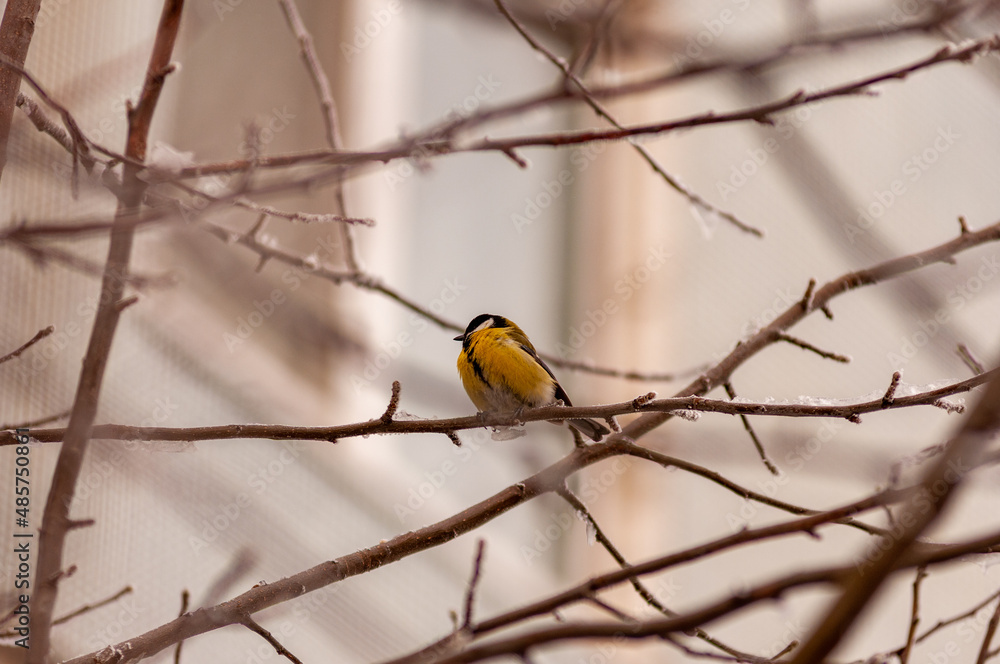 Fototapeta premium A tit on a frosty winter day on a tree branch!