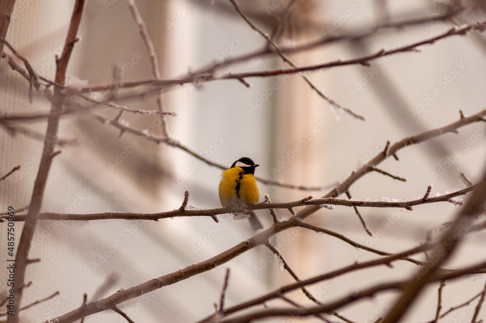 A tit on a frosty winter day on a tree branch! A tit on a frosty winter day on a tree branch!