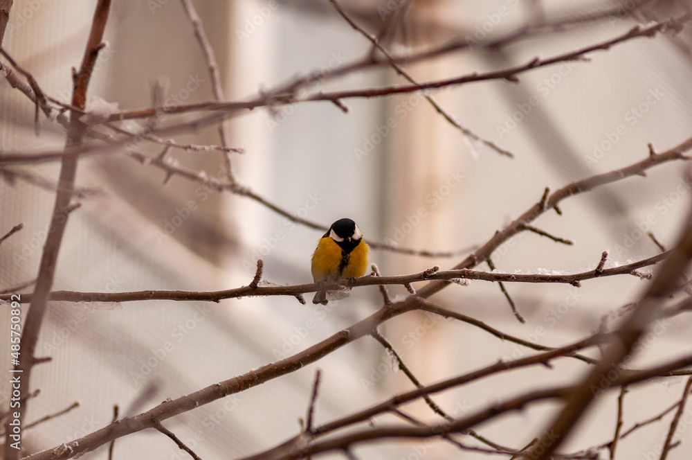 A tit on a frosty winter day on a tree branch! A tit on a frosty winter day on a tree branch!