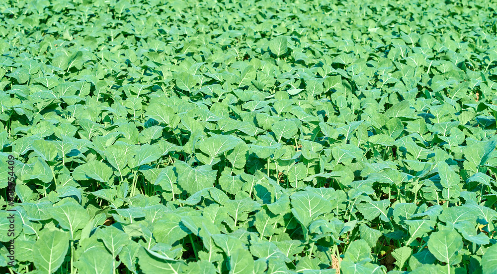 Lush rapeseed in the farmland Lush rapeseed in the farmland