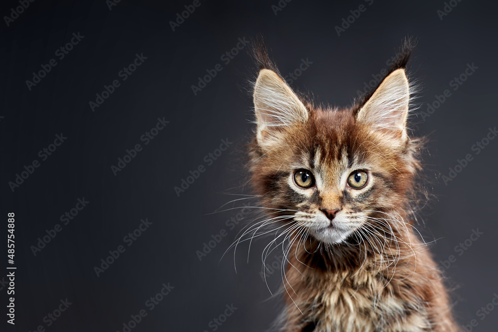 Maine Coon's gorgeous kitten on dark background, studio portrait. Copy space.