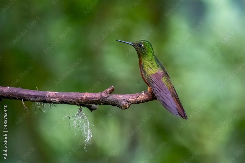 Fototapeta premium Green and blue hummingbird Sparkling Violetear flying next to beautiful yelow flower. Bird from Ecuador, tropical mountain forest. Wildlife scene from nature. Birdwatching in South America