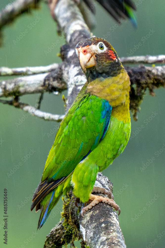 Fototapeta premium Portrait of light green parrot with brown head, Brown-hooded Parrot, Pionopsitta haematotis. Wildlife bird from tropical forest. Parrot from Central America.