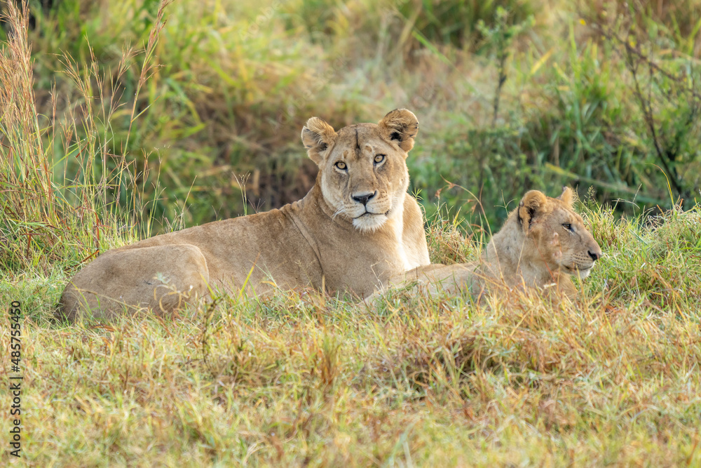Big lion lying on savannah grass. Landscape with characteristic trees on the plain and hills in the background Big lion lying on savannah grass. Landscape with characteristic trees on the plain and hills in the background