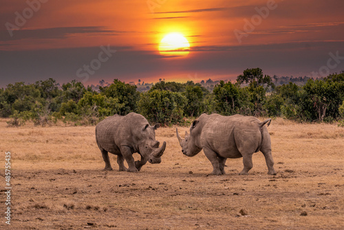 White Rhinoceros Ceratotherium simum Square-lipped Rhinoceros at Khama Rhino Sanctuary Kenya Africa. © vaclav