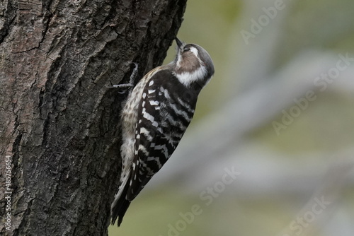 japanese pigmy woodpecker on the tree