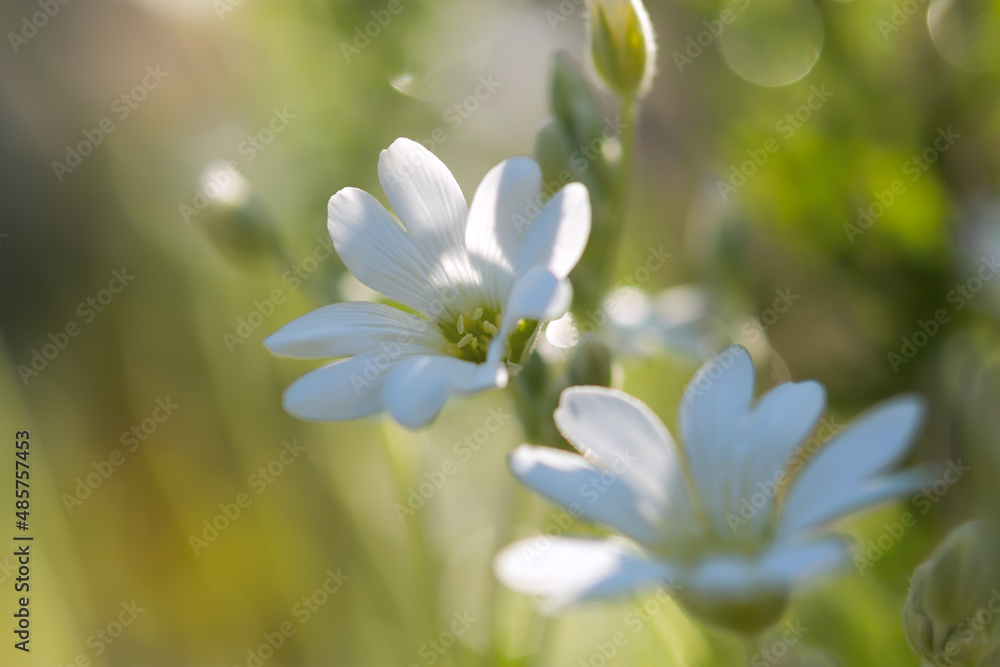 Fototapeta premium White spring flowers close-up on a blurry background. Jaskolka felt Cerastium tomentosum is a beautiful summer flower. Flowers in selective focus. Bright sunny natural background. Garden Decoration