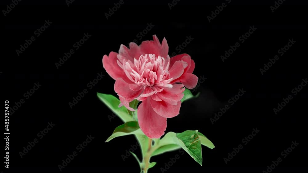 Pink Peony Flower Blooming. Black Background. Timelapse. 4K. Pink Peony Flower Blooming. Black Background. Timelapse. 4K.