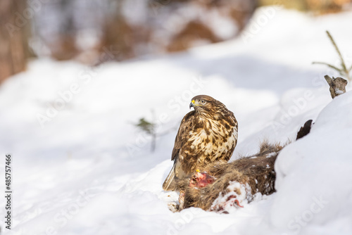 Common buzzard ( buteo buteo ) feeding food . Wildlife scenery, winter time, snow background. Birds of prey, Predator.