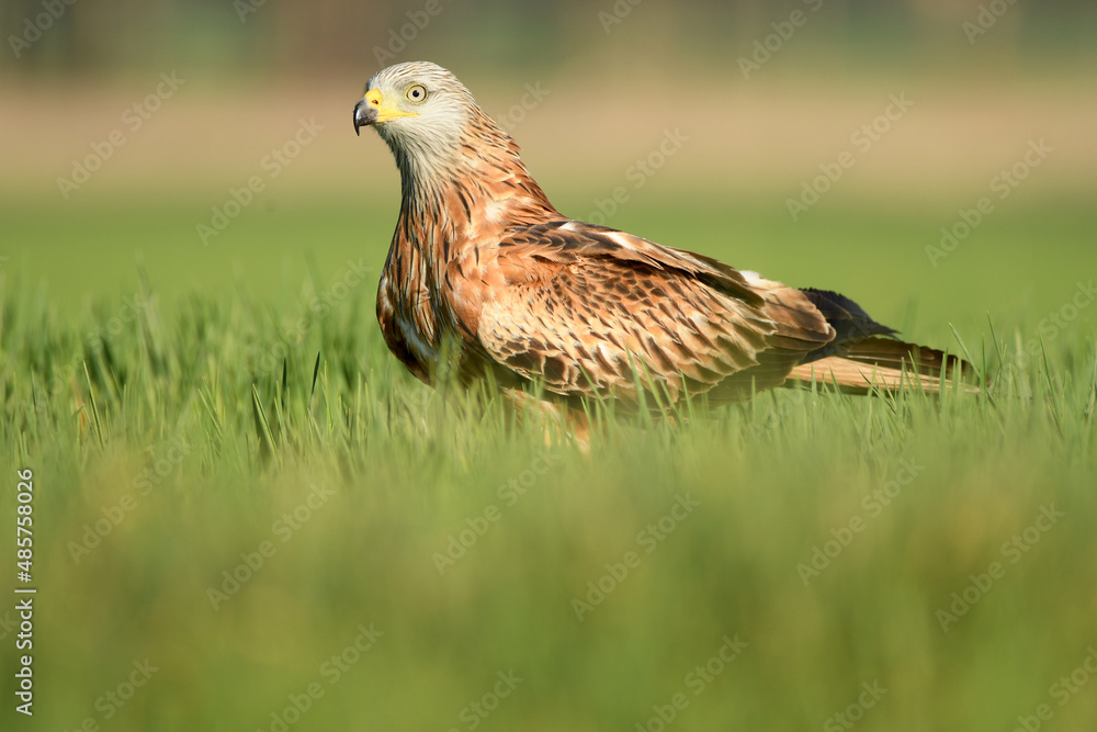 Red kite poses on the rocks in the mountains of Avila. Avila.Spain