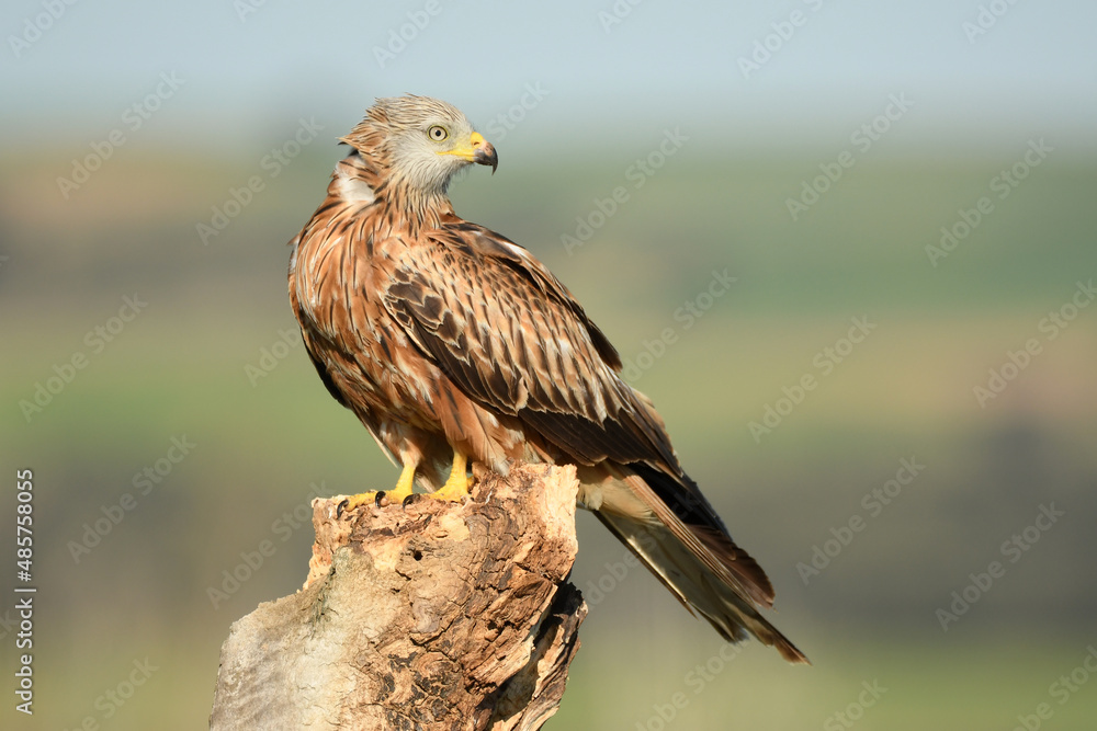 Red kite poses on the rocks in the mountains of Avila. Avila.Spain Red kite poses on the rocks in the mountains of Avila. Avila.Spain