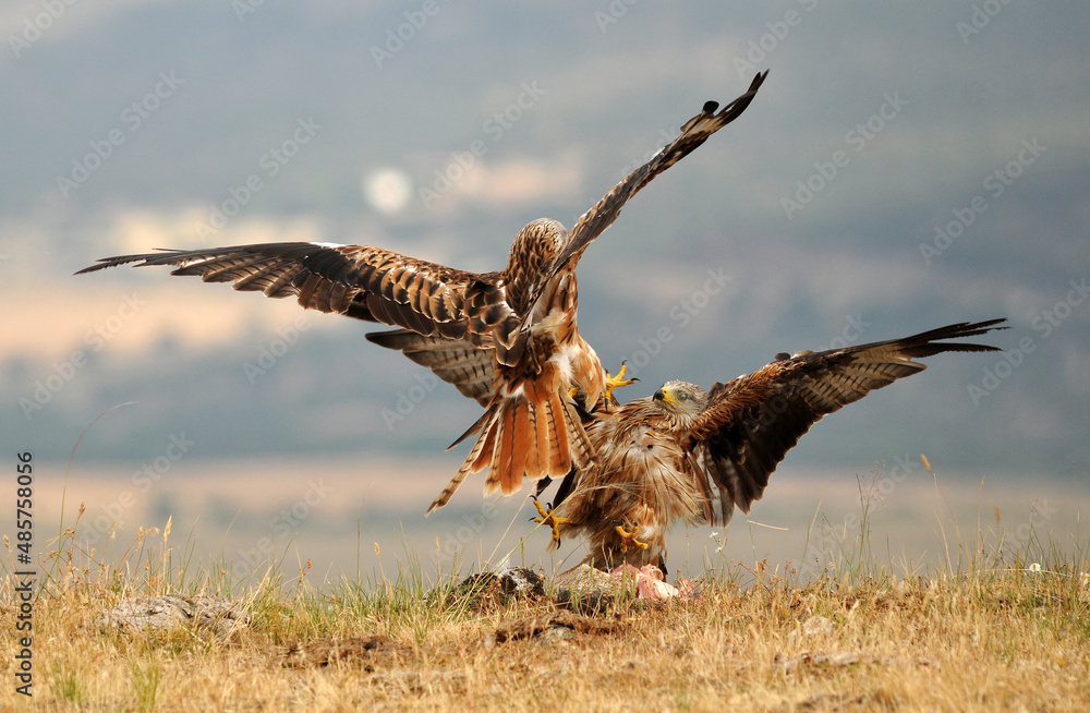 Fototapeta premium Red kite poses on the rocks in the mountains of Avila. Avila.Spain