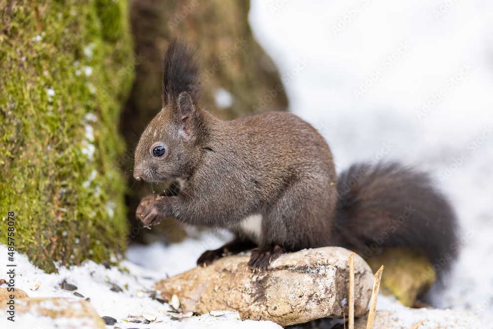 Red squirrel, (Sciurus vulgaris) Cute arboreal, omnivorous rodent . Portrait of eurasian squirrel in winter time. Red squirrel, (Sciurus vulgaris) Cute arboreal, omnivorous rodent . Portrait of eurasian squirrel in winter time.