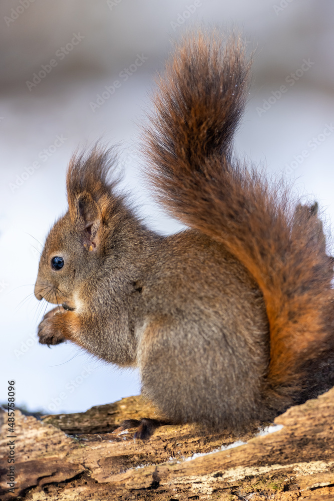 Red squirrel, (Sciurus vulgaris) Cute arboreal, omnivorous rodent . Portrait of eurasian squirrel in winter time. Red squirrel, (Sciurus vulgaris) Cute arboreal, omnivorous rodent . Portrait of eurasian squirrel in winter time.