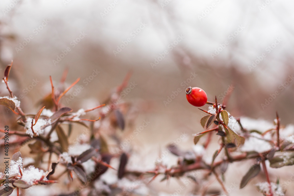 Snow on the plant, winter snow macro Snow on the plant, winter snow macro