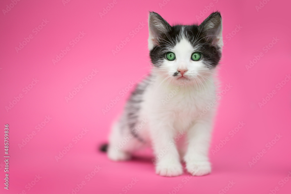 Beautiful cat. Black-white kitten on a pink background. A pet. The cat lies beautifully and sits posing. Beautiful cat. Black-white kitten on a pink background. A pet. The cat lies beautifully and sits posing.
