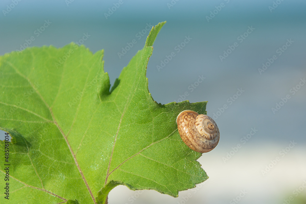 Snail on a green leaf. Selective focus, blur Snail on a green leaf. Selective focus, blur