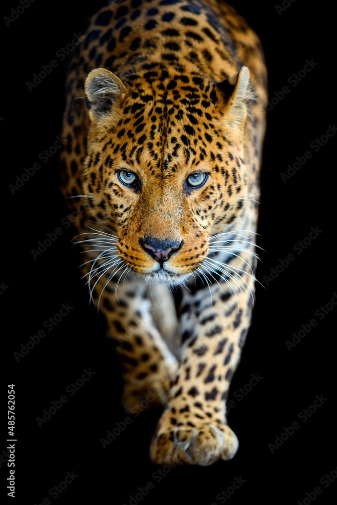 Naklejka premium Close up big leopard isolated on black background