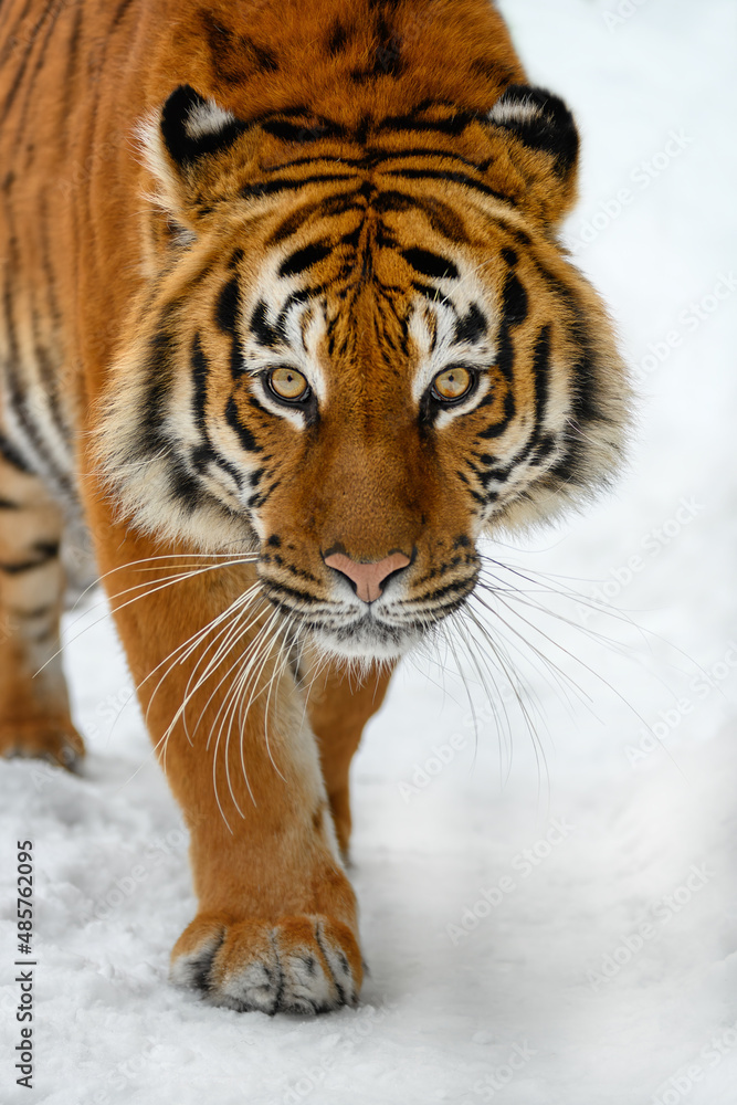 Portrait closeup Adult Tiger in cold time. Tiger snow in wild winter nature Portrait closeup Adult Tiger in cold time. Tiger snow in wild winter nature
