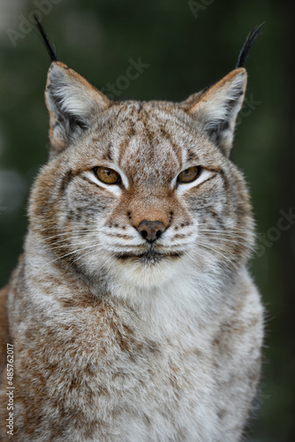 Lynx portrait in the summer time. Wildlife scene from nature
