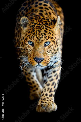 Close up big leopard isolated on black background © byrdyak