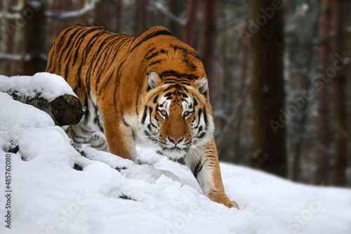tiger looks out from behind the trees into the camera. Tiger snow in wild winter nature photo