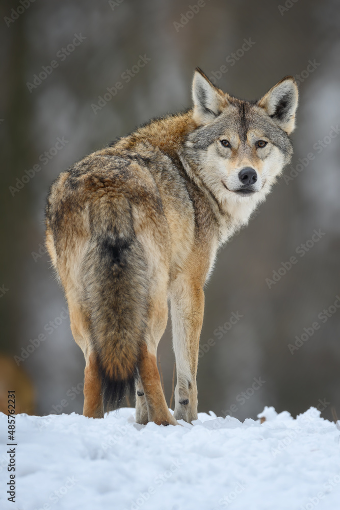 Fototapeta premium Gray wolf in the winter forest. Wolf in the nature habitat
