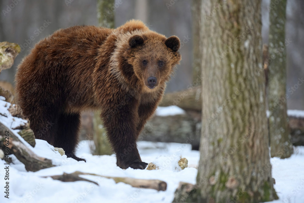 Brown bear in winter forest. Danger animal in nature habitat. Big mammal. Wildlife scene Brown bear in winter forest. Danger animal in nature habitat. Big mammal. Wildlife scene