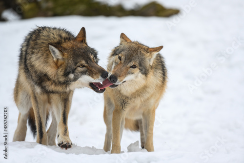 Two Gray wolf in the winter forest. Wolf in the nature habitat