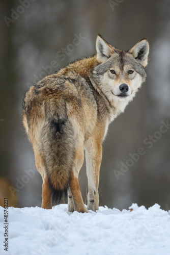 Fototapeta Naklejka Na Ścianę i Meble -  Gray wolf in the winter forest. Wolf in the nature habitat