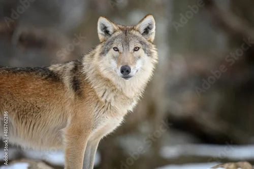 Fototapeta samoprzylepna Gray wolf in the winter forest. Wolf in the nature habitat