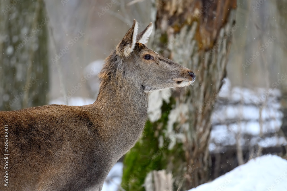 Deer in the winter forest. Animal in natural habitat. Wildlife scene