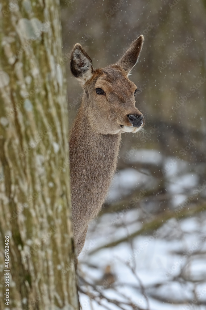 Deer in the winter forest. Animal in natural habitat. Wildlife scene Deer in the winter forest. Animal in natural habitat. Wildlife scene