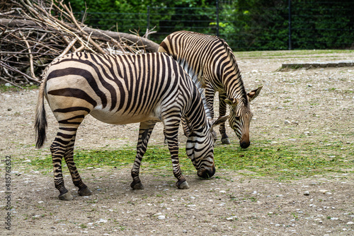 Hartmann s Mountain Zebra  Equus zebra hartmannae. An endangered zebra