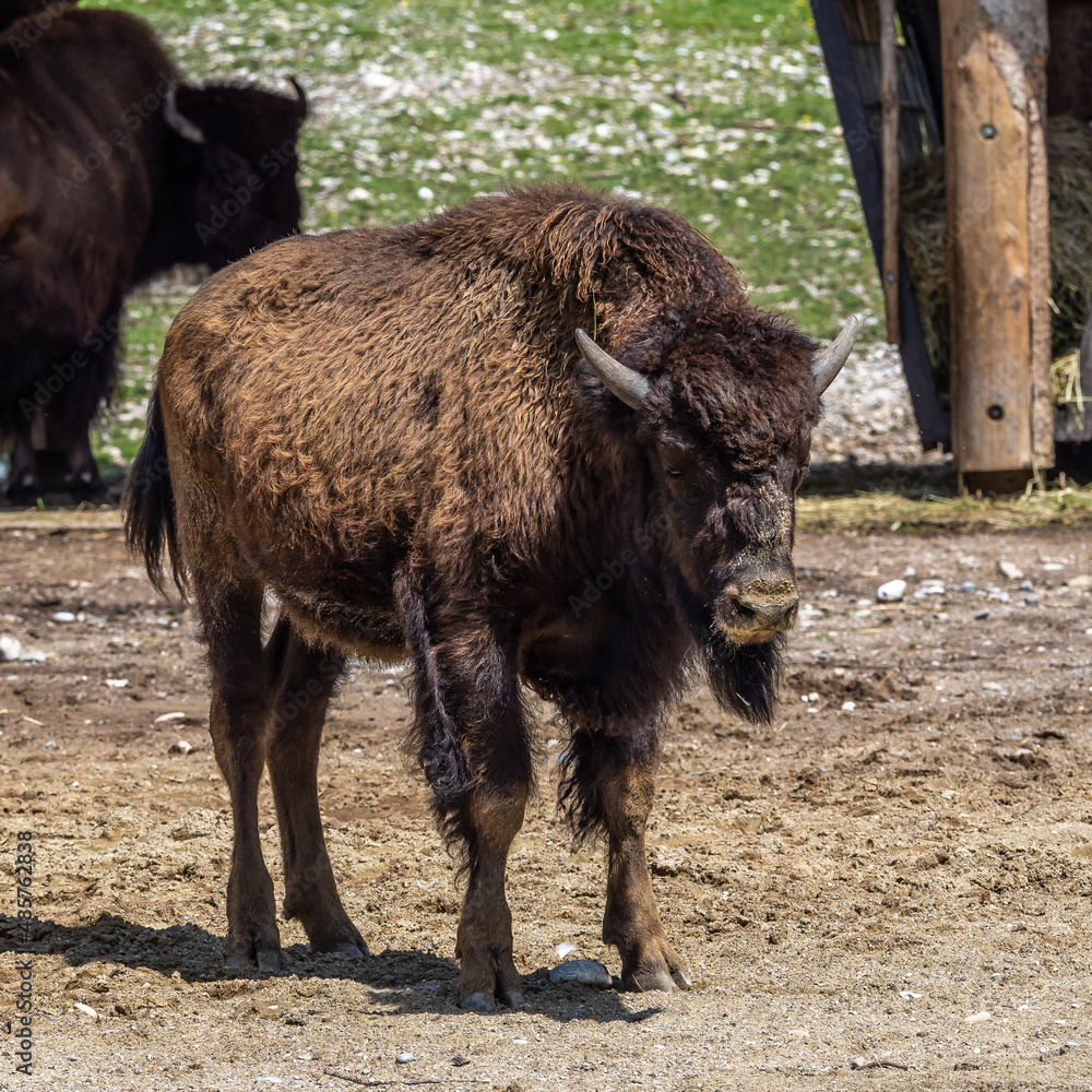 American buffalo known as bison, Bos bison in the zoo American buffalo known as bison, Bos bison in the zoo