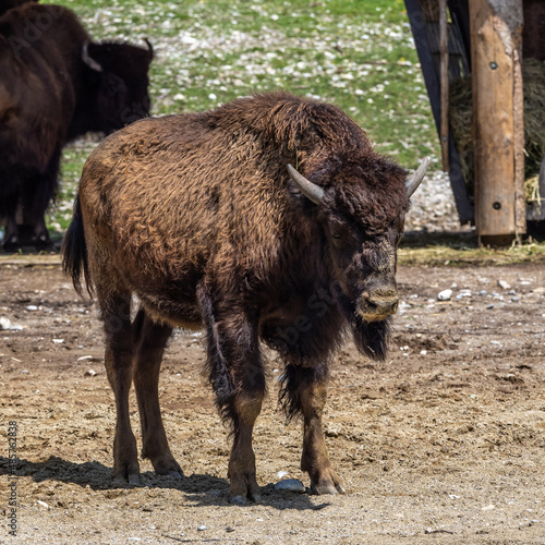 American buffalo known as bison, Bos bison in the zoo © rudiernst