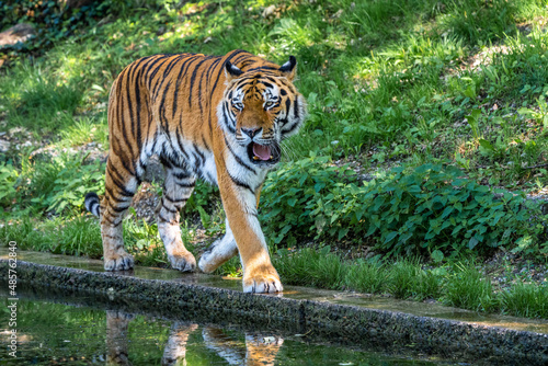 The Siberian tiger Panthera tigris altaica in a park