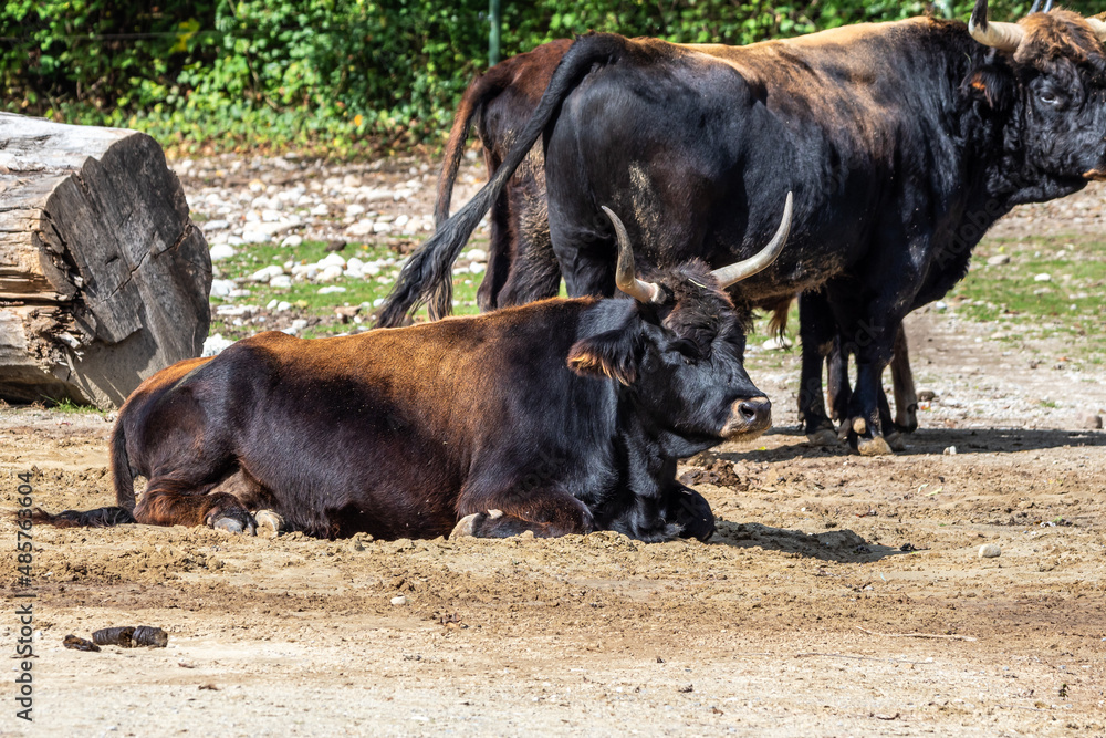 Heck cattle, Bos primigenius taurus or aurochs in the zoo Heck cattle, Bos primigenius taurus or aurochs in the zoo