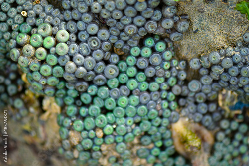 Sea creatures form on rocks along the shoreline.