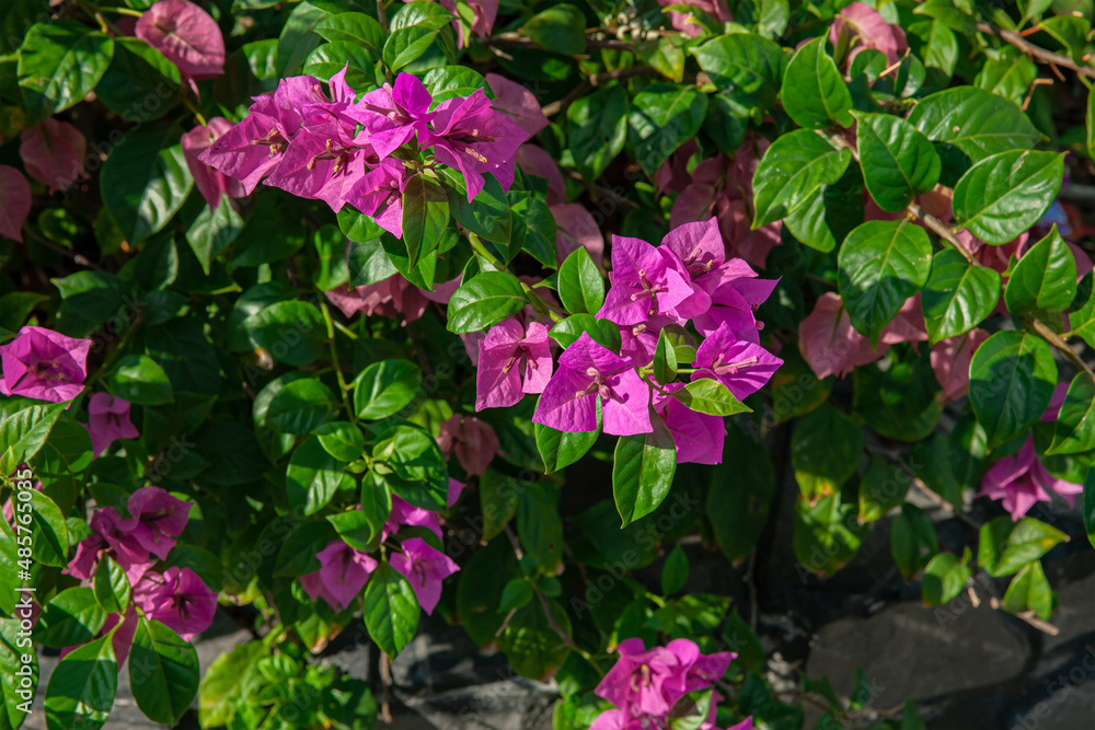 Pink, purple bougainvillea flowers and bougainvillea plant tree in sunny day Pink, purple bougainvillea flowers and bougainvillea plant tree in sunny day