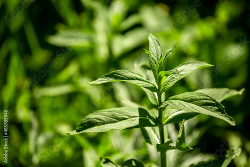 Mint leaves close up. Growing peppermint bushes, ingredient and spice for food and drinks. Refreshing smell. © Vera