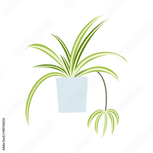 Spider plant in flowerpot. Flat hand drawn foliage chlorophytum houseplant for modern office or home decor illustration. Cute green flower for urban jungle garden.